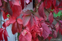 jardin début d'automne ,Sophie,rouge 067.JPG