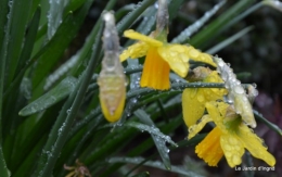 jonquilles,tableau d'ambience,champignons,gouttes d'eau 069.JPG