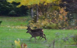 petit érable,le canal et lejardin àl'automne 019.JPG