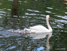 bébés cygnes,iris,clématite 007.JPG