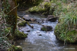 les jonquilles des bois 040.jpg