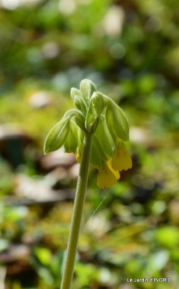 jardin le matin 027.JPG