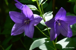 jardin,papillons,Cadouin,légumes,Sophie, 074.JPG