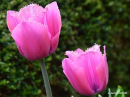 herons,fête des fleurs Bergerac,tulipes,jardin 042.JPG