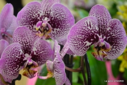 Orchidées,Noel jardiland,lever du soleil 014.JPG