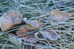 givre,dégats gelée 020.JPG