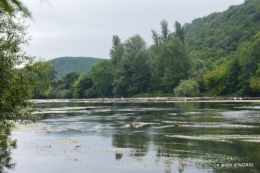 sentier des cygnes,hémérocalles,bouquet,jardin 112.JPG