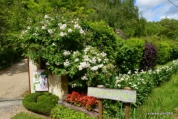 les roses de mon jardin