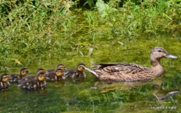 puces Lalinde,bébés canards,au moulin souci 078.JPG