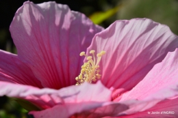 Ines,bouquet,hibiscus rose,cygnes,jardin 137.JPG