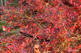 fin de l'automne,Lalinde,bouquet de l'avent 056.JPG