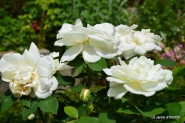 Cadouin,ancolies,roses,pollen,osier,photos Fabien,coquelicots 195.JPG