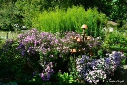 jardin,puces Lasmonzie,asters 131.JPG