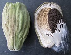 Araujia_sericifera_4158a_jpg.jpg