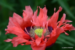 Roses du jardin,soirée Monpazier,puces Eymet 228.JPG