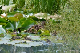 puces Lalinde,bébés canards,au moulin souci 085.JPG