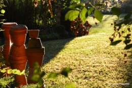 cygnes,jardin,apres la tonte 108.JPG