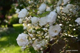 roses,poule d'eau,bébés cygnes, 174.JPG