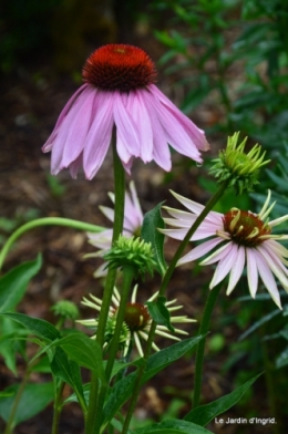 echinacéas,jardin 065.JPG