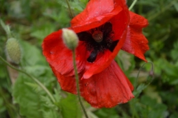 coquelicots,pivoines ,moi moi,roses 006.JPG