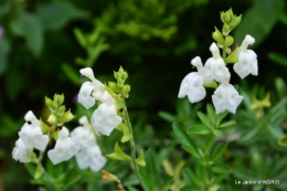 jardin ,bouquet 035.JPG