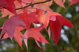 petit érable,le canal et lejardin àl'automne 120.JPG