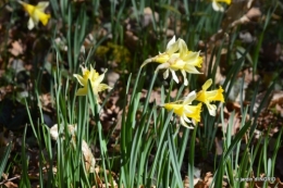 bouquet,pt jonquilles,bord Dordogne 076.JPG