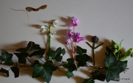 matin d'hiver,tableaux de fleurs janvier 049.JPG