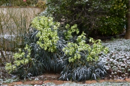 oiseaux première neige 034.JPG