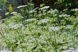 canal,fleurs blanches,marguerites,LE FLEIX,osier 085.JPG