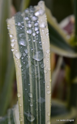 bourdon,sauges,pluie 070.JPG