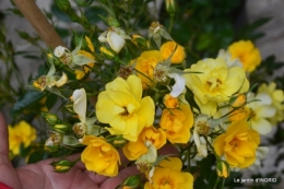 Colombier,Cadouin,jardin,roses,pluie 057.JPG