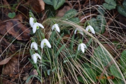 mésange charbonnière