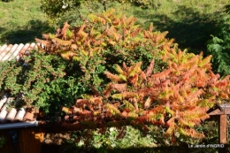 rhus,colline,buis taillé,noix,manthe religieuse,bouquet 082.JPG