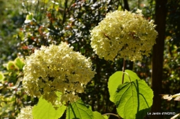 jardin ,chez Fabien,automne 001.JPG