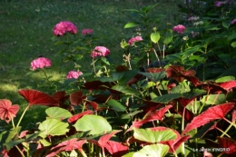 jardin juin,cabane,bouquet 067.JPG