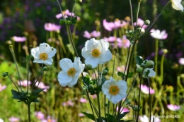 Fleurettes,Dordogne,jardin 150.JPG