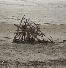 Royan,les cigognes,helebores 078.JPG