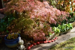 Nicky et Arya,jardin automne 031.JPG