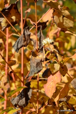 jardin automne,Arya avec Nicky 039.JPG