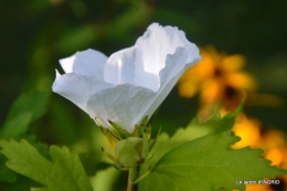 lantanas,jardin aout, 047.jpg