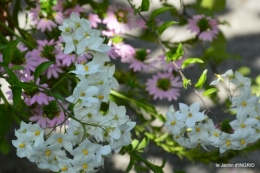 jardin,coeur des fleurs,potager, 155.jpg