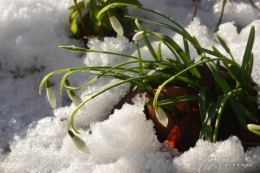 Neige en dordogne,jardin 201.JPG