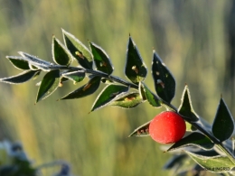 Mompazier,oiseaux,givre 035.JPG