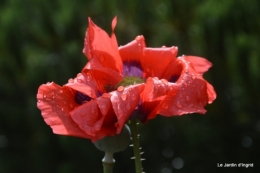 mai au jardin,les filles 047.JPG