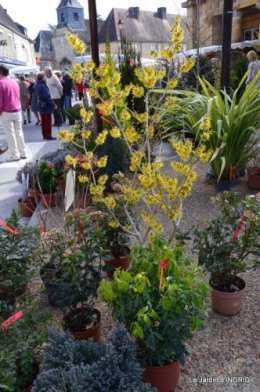 jonquilles,Montignac,massifs,coucher de soleil 093.JPG