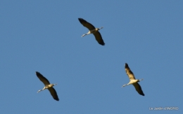 Grues et plantes à Ciron 027.JPG