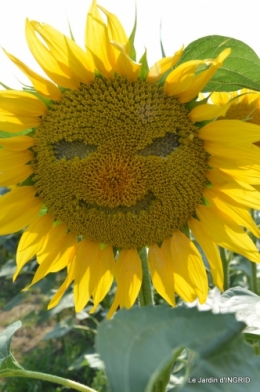 tournesols,pt jardin,nénuphard,libellules,lavande bouquet,carava 027.JPG