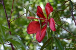 mariage,jardin,la Brande,figues 103.JPG