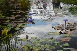 orage,puces,bouquet,Anniv.Ines,Brantome,Jardins d'eau 337.JPG